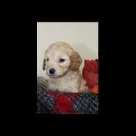 Cockapoo - Both