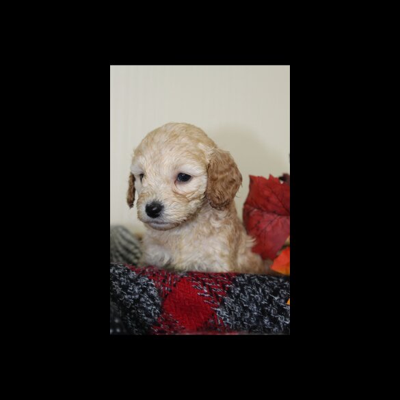Cockapoo - Both