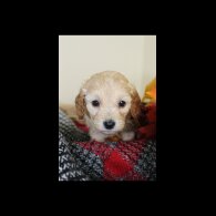Cockapoo - Both