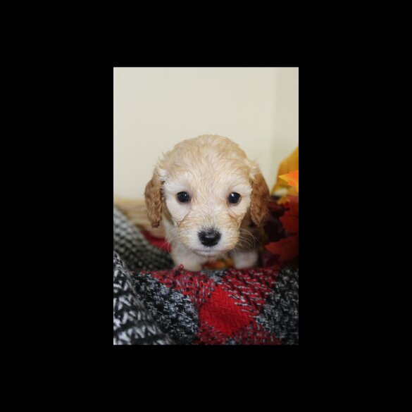 Cockapoo - Both