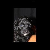Cockapoo - Both