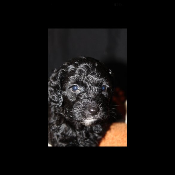 Cockapoo - Both