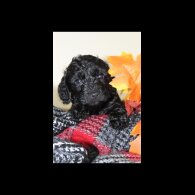 Cockapoo - Both