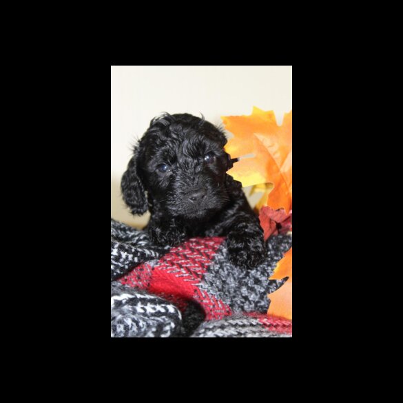 Cockapoo - Both