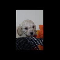 Cockapoo - Both