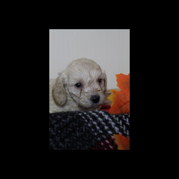Cockapoo - Both