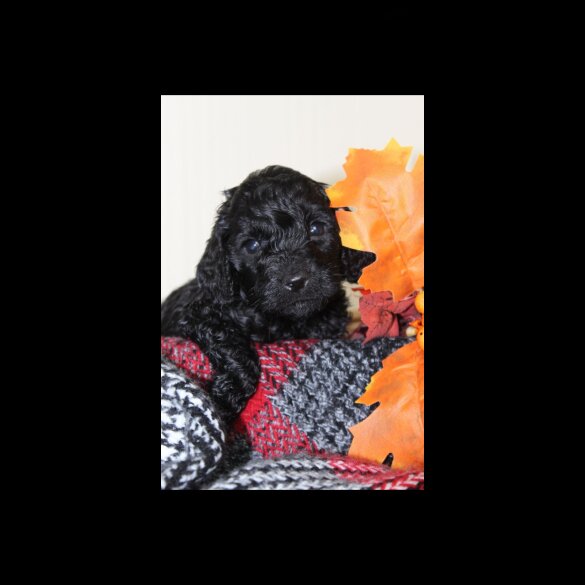 Cockapoo - Both