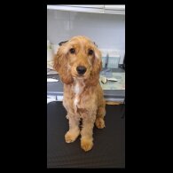 Cockapoo - Both