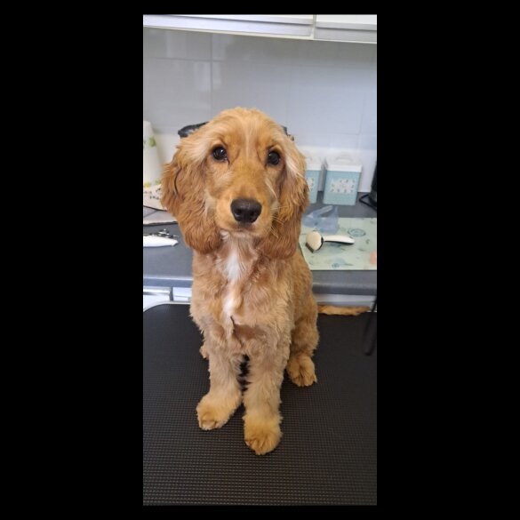 Cockapoo - Both