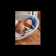 Cockapoo - Both