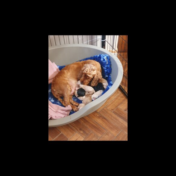 Cockapoo - Both