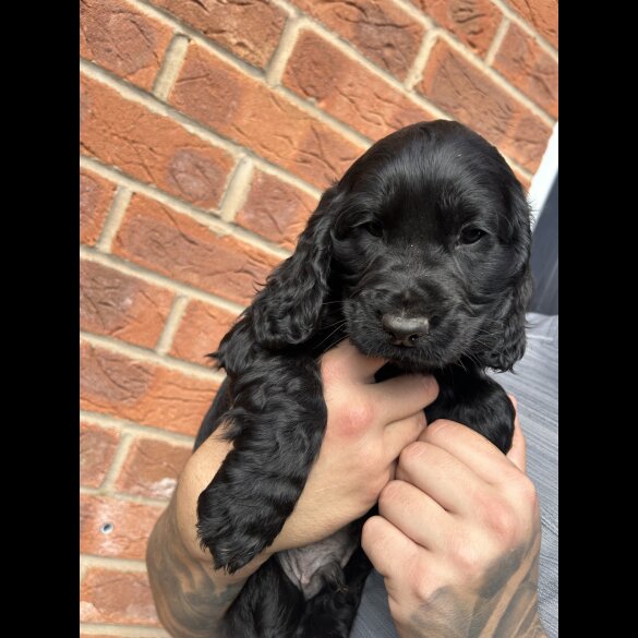 Cockapoo - Both