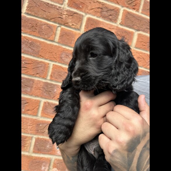 Cockapoo - Both