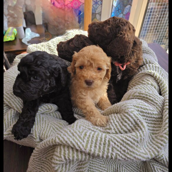 Cockapoo - Both