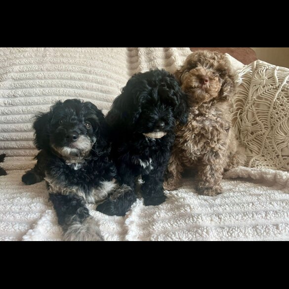 Cockapoo - Both