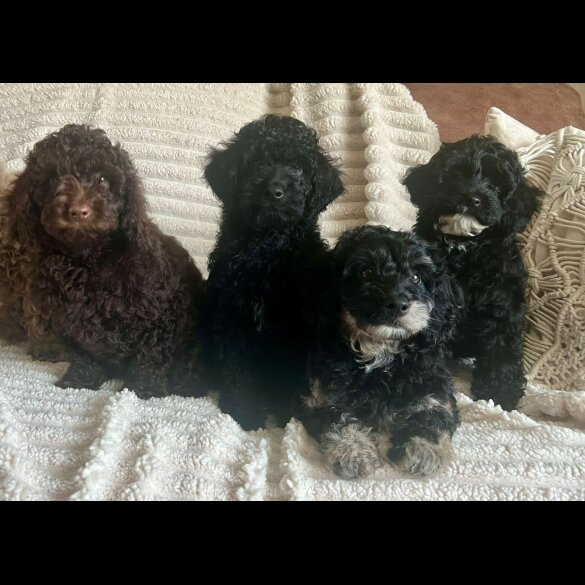 Cockapoo - Both