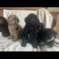 Cockapoo - Both