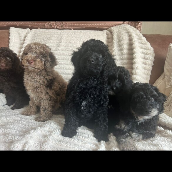 Cockapoo - Both
