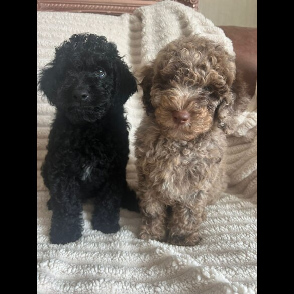 Cockapoo - Both