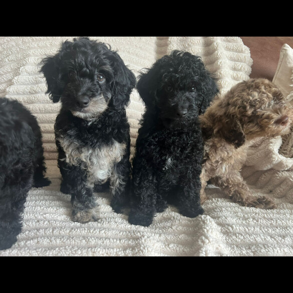 Cockapoo - Both