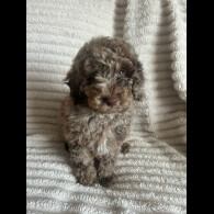 Cockapoo - Both