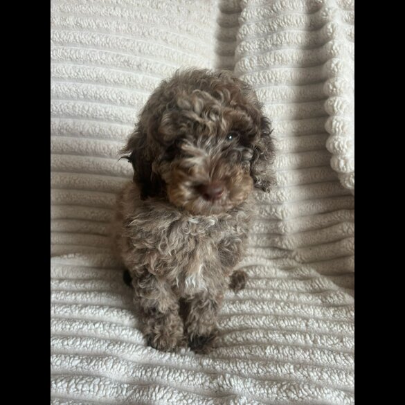Cockapoo - Both