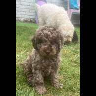 Cockapoo - Both