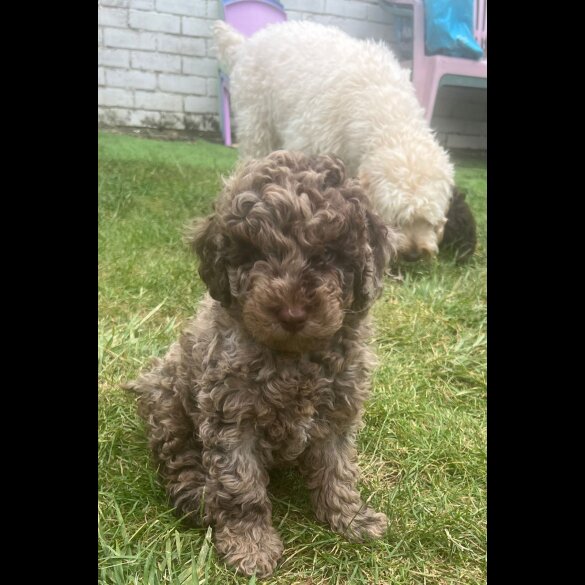 Cockapoo - Both