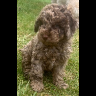Cockapoo - Both
