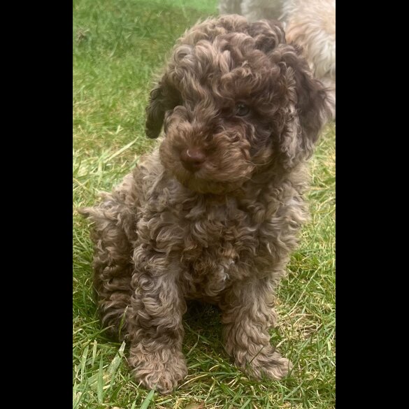 Cockapoo - Both