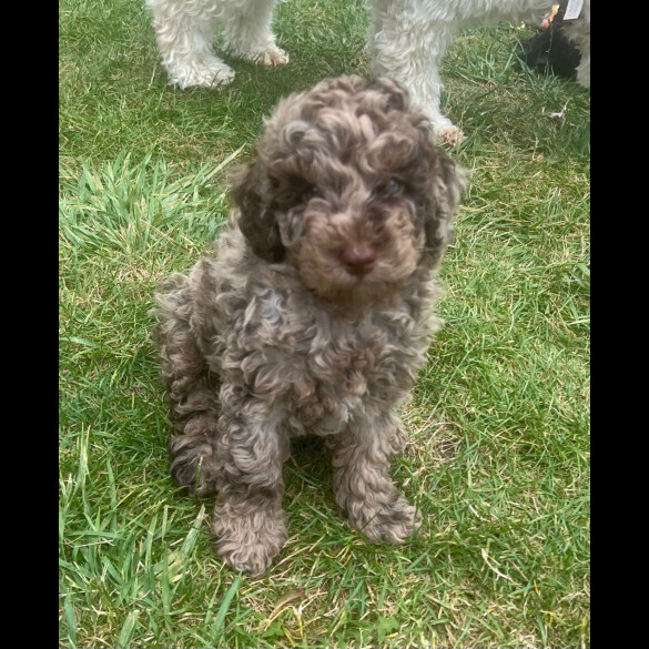 Cockapoo - Both