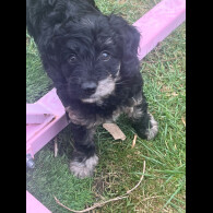 Cockapoo - Both