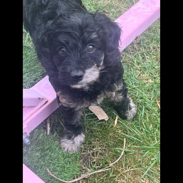 Cockapoo - Both