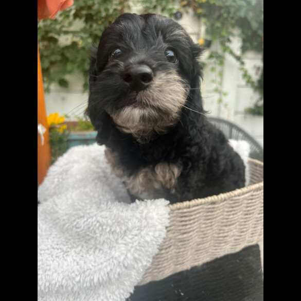 Cockapoo - Both