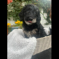 Cockapoo - Both
