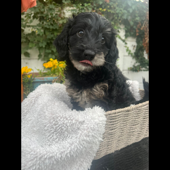 Cockapoo - Both