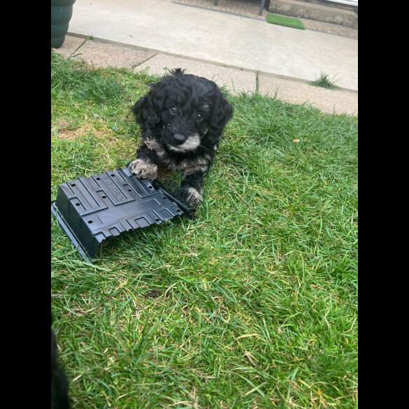 Cockapoo - Both