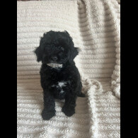 Cockapoo - Both
