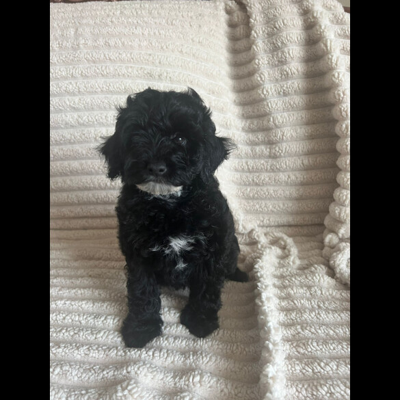 Cockapoo - Both