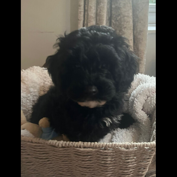 Cockapoo - Both