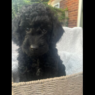 Cockapoo - Both