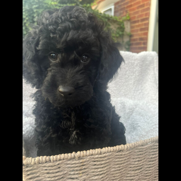 Cockapoo - Both