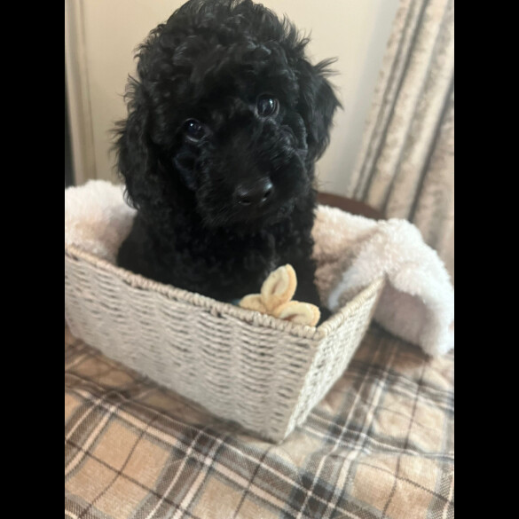 Cockapoo - Both