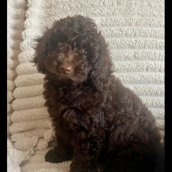 Cockapoo - Both