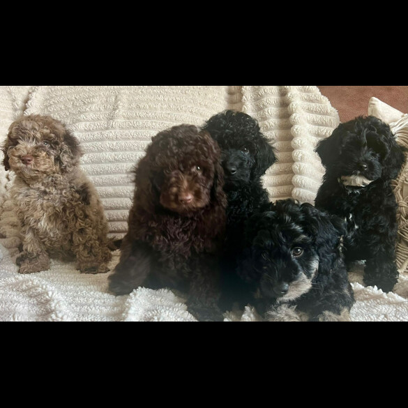 Cockapoo - Both