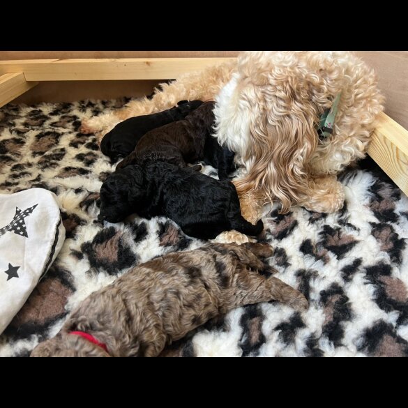 Cockapoo - Both