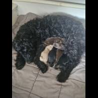 Cockapoo - Both