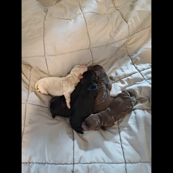 Cockapoo - Both