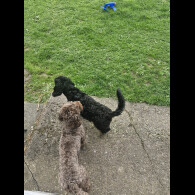 Cockapoo - Both