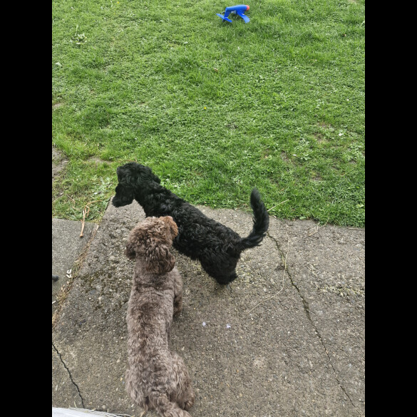 Cockapoo - Both